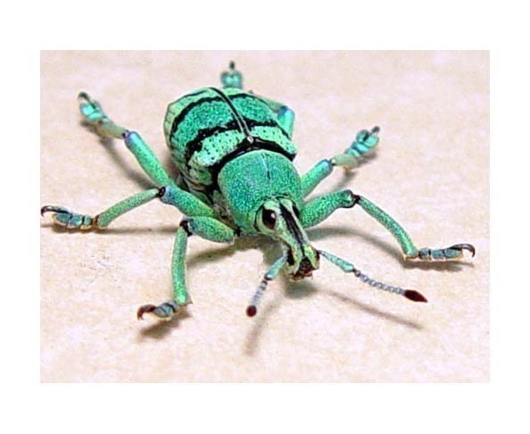 BEETLE REAL WEEVIL GREEN SNOUT PAINTED WEEVIL BEETLE 2435