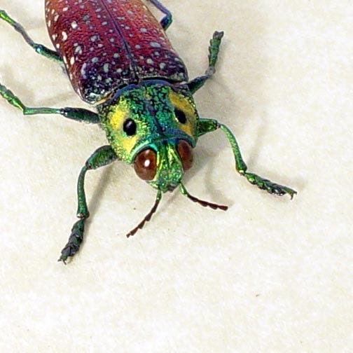 Real Beetle False Yellow Eyes Conservation Display 2250