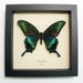 Real Green Papilio Maackii Butterfly Conservation Quality Display 119
