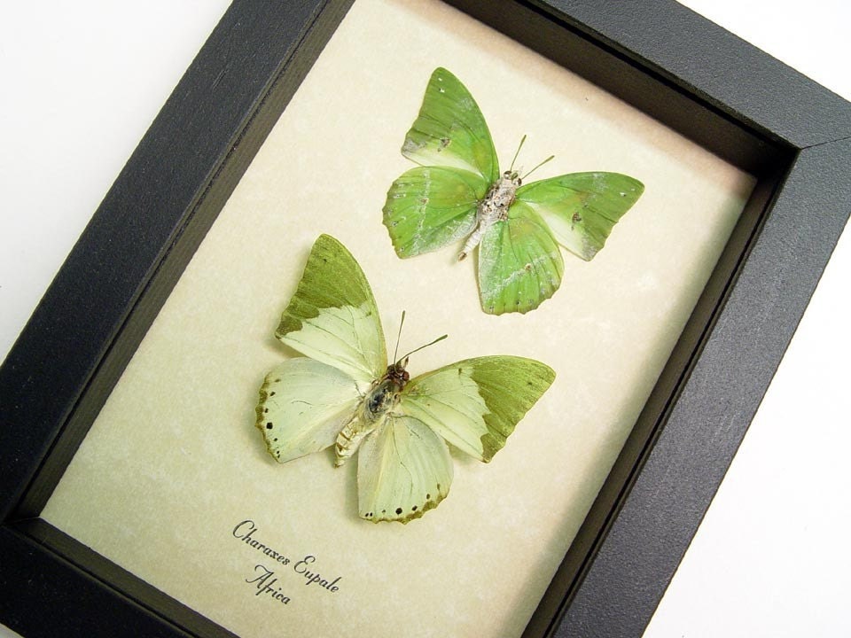 African Sage Green Leaf Butterflies Charaxes Eupale 384P