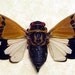 Gaeana Festiva Real Two Toned Cicada Framed 8072