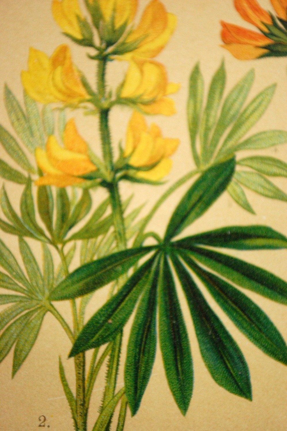 1901 Antique Botanical Chromolithograph. No. 47