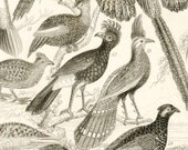 1853 Rare Antique Goldsmith Copper Plate Engraving of Birds. No. 1