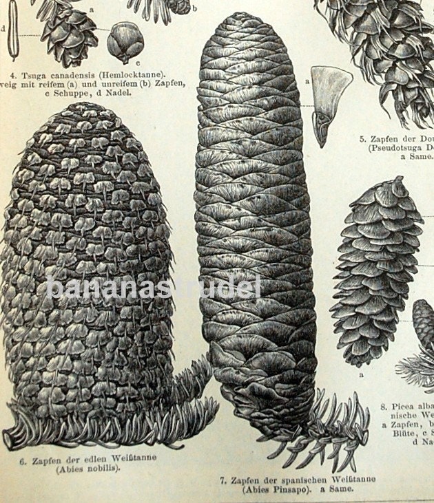 1895 Antique German Engraving of Conifers and Cones