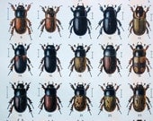 1908 Antique Back-to-Back Chromolithograph of Beetles. No. 71-72