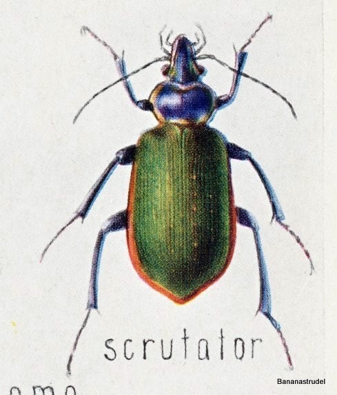 1929 Set of Two Small Antique Plates of Beetles