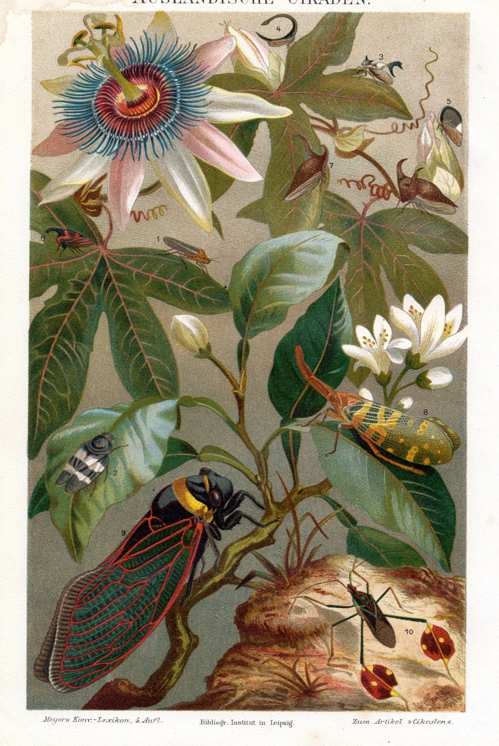 1895 Brillianty Coloured German Chromolithograph of Cicada in a Lovely Floral Setting