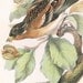 1896 Antique Bird Chromolithograph of a Brambling