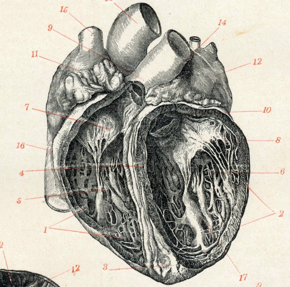 vintage anatomical heart