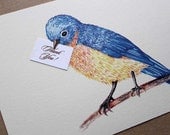 Illustrated Bird Thank You Notes- set of 50