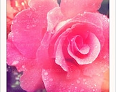 Pink Rose in the Rain - 5x5 Retro Square Metallic Art Photograph Print - Made by artstudio54 on ETSY