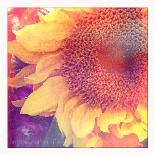 Yellow Sunflower - 5x5 Retro Square Metallic Art Photograph Print - Made by artstudio54 on ETSY
