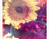 Yellow Sunflower Pink Flower Red Berries - 5x5 Retro Square Metallic Art Photograph Print - Made by artstudio54 on ETSY