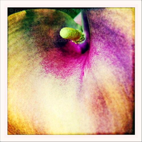 Calla Lily Pink Peach Yellow Flower - 5x5 Retro Square Metallic Art Photograph Print - Made by artstudio54 on ETSY