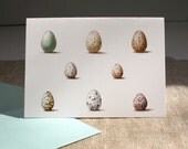 Wild Bird Eggs Cards set of 6