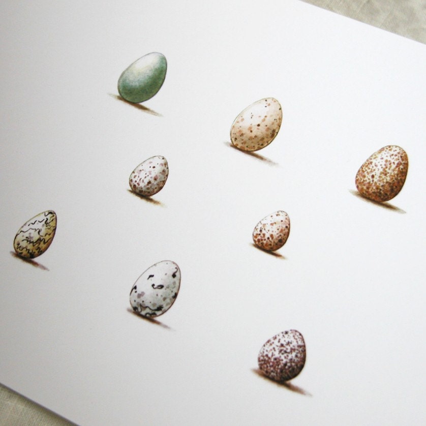 Wild Bird Eggs Print - giardino