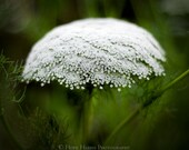 Nature's Lace