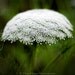 Nature's Lace