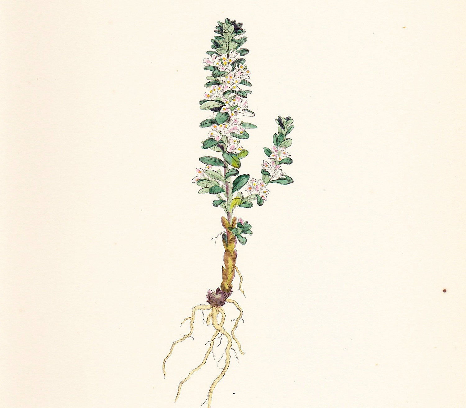 Antique Herb Print . Black Saltwort (Glaux maritima)  . original old vintage hand coloured engraving plate dated 1880