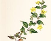 Antique Herb Print . Yellow Pimpernel (Lysimachia nemorum)  . original old vintage hand coloured engraving plate dated 1880