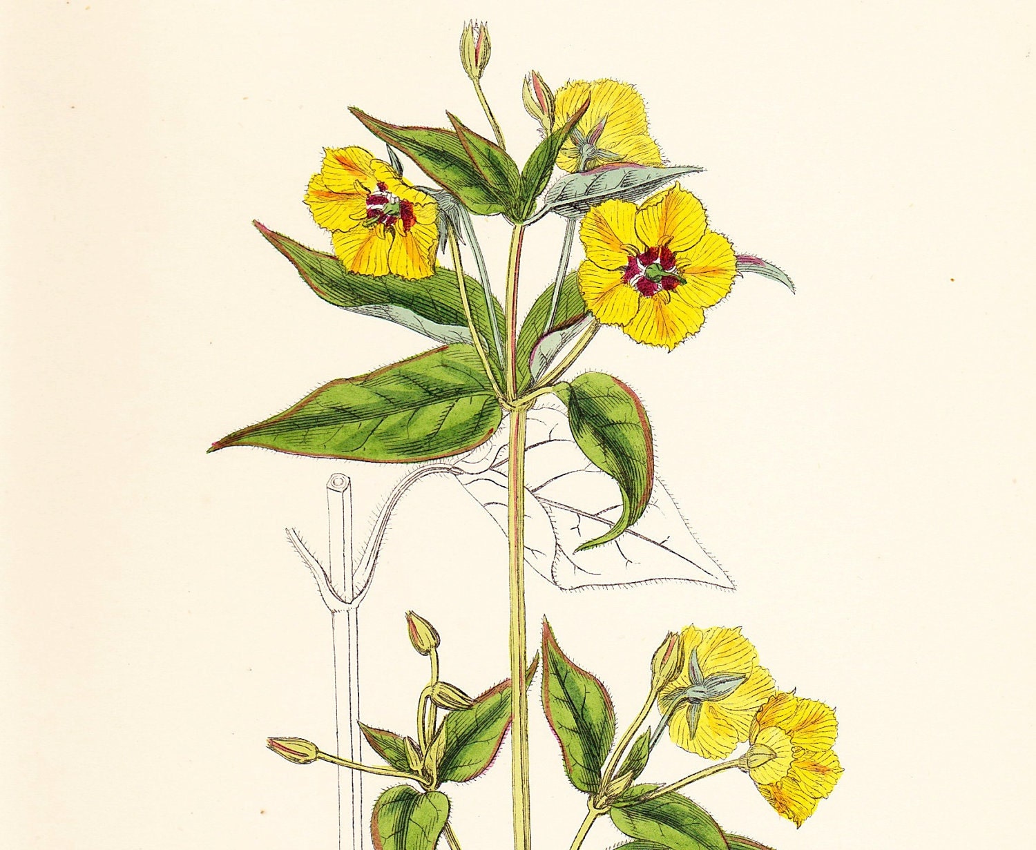 Antique Flower Print . Ciliated Loosestrife (Lysimachia ciliata)  . original old vintage hand coloured engraving plate dated 1880