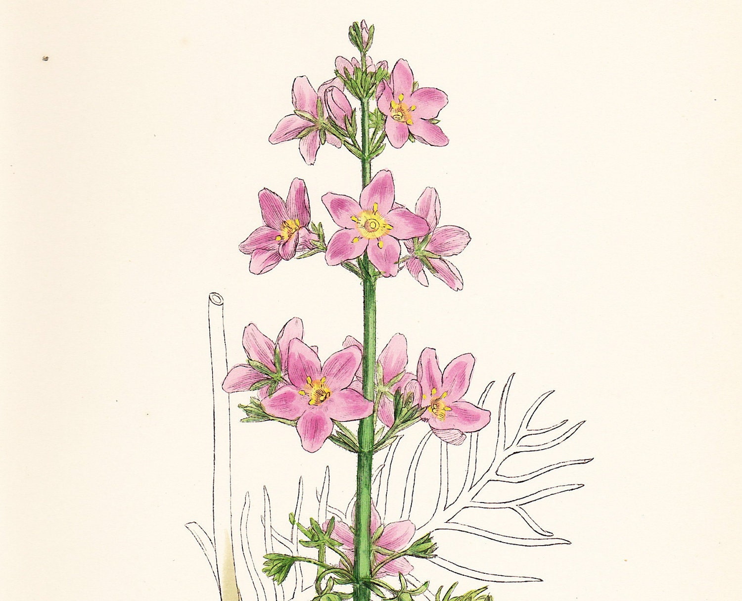 Antique Botanical Print . Water Violet (Hottonia palustris)  . original old vintage plate hand coloured engraving dated 1880