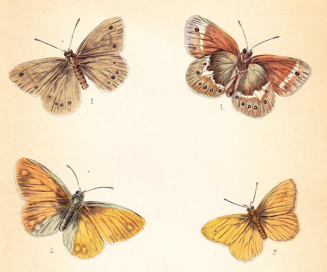 Small Heath Butterfly, Small Ringlet, Marsh Ringlet . Antique Print . original engraving plate 26 . british butterflies art dated 1835