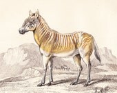 Antique Print . Hippotigris isabellinus  . original old vintage horse engraving plate dated 1854