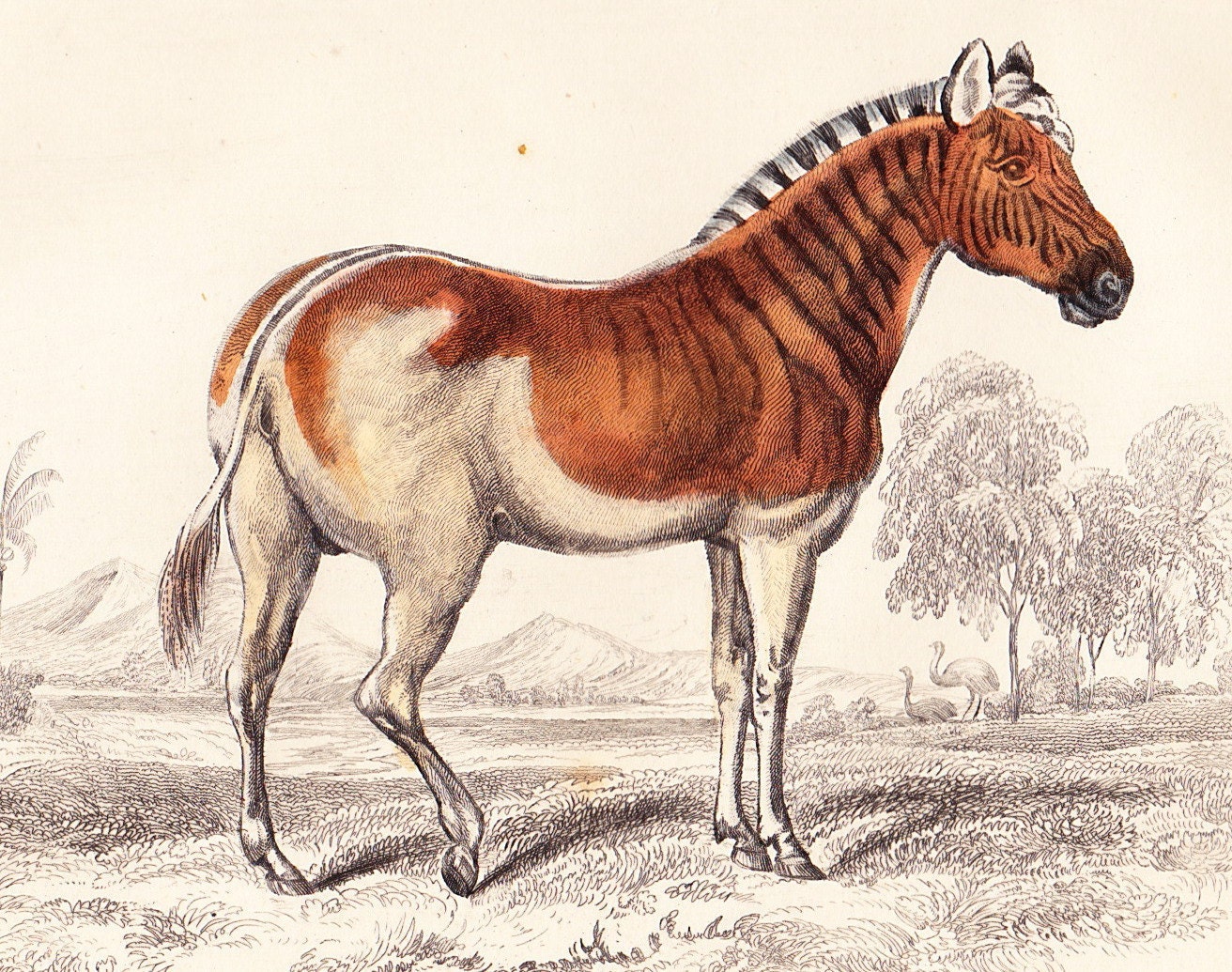 Antique Print . Hippotigris quacha  . original old vintage horse engraving plate dated 1854