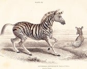 Antique Print . Hippotigris antiquorum  . original old vintage horse engraving plate dated 1854
