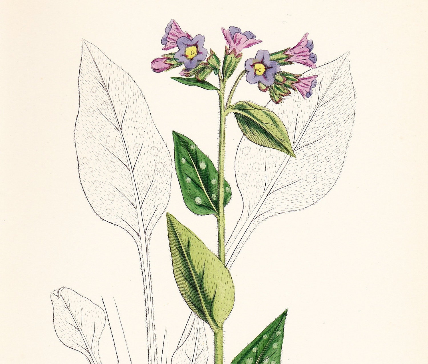 Antique Common Lungwort (Pulmonaria officinalis) Print . old vintage botanical plate dated 1880