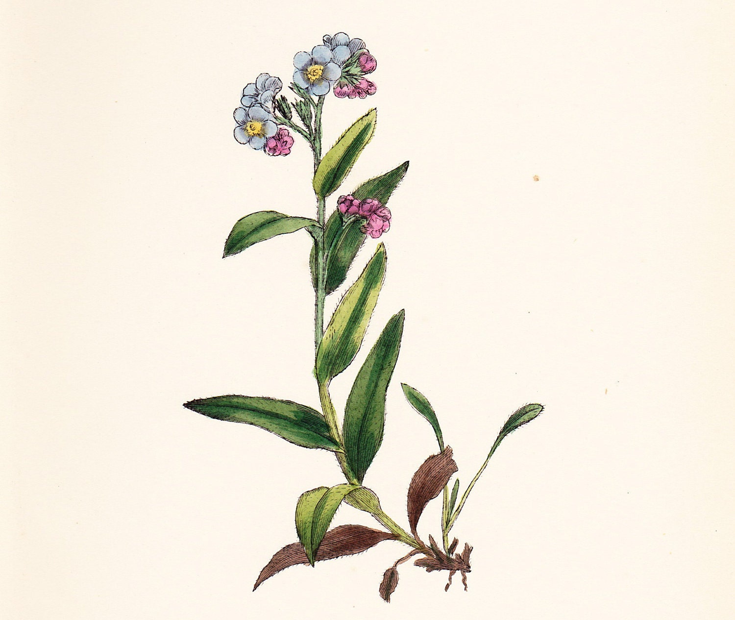 Original Antique Print Alpine Forget-me-not (Myosotis alpestris) old vintage botanical plate dated 1880