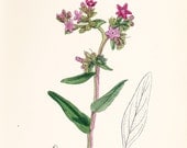 Original vintage print . Common Alkanet (Anchusa officinalis) old antique botanical plate dated 1880