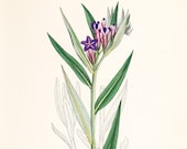 Purple Gromwell (Lithospermum purpuro cœuleum) Original Antique Old Vintage Print plate dated 1880