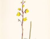 Greater Bladderwort (Utricularia vulgaris) Original Antique Vintage Botany Print Plate dated 1880