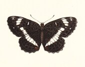 1853 WHITE ADMIRAL BUTTERFLY - 1ST EDITION MORRIS PRINT - ORIGINAL HAND COLOURED WOODBLOCK ART