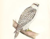 etsyprojectembrace - Profits to American Cancer Society - 1895 Jer Falcon Morris Print - original hand coloured woodblock