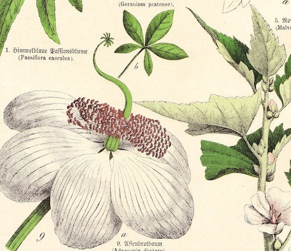 1890 BLUE PASSION FLOWER, MARSHMALLOW, GREATER MUSK MALLOW, BAOBAB TREE BLOSSOM, COTTON TREE, CRANSEBILL - SCHUBERT PLANTAE PRINT XXV - ORIGINAL GERMAN CHROMOLITHOGRAPH ART