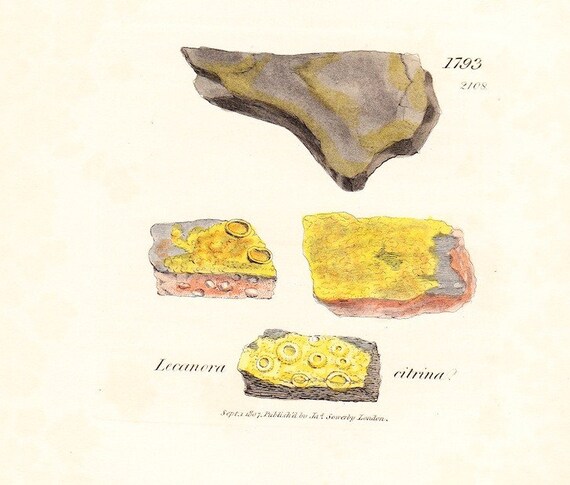 Antique Botanical Print . Lemon coloured wall lichen (lichen citrinus) plate 1793 original engraving dated 1808