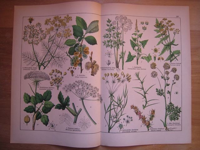 Antique Vegetable Plant Print plate XIV . dated 1890 original german chromolithograph