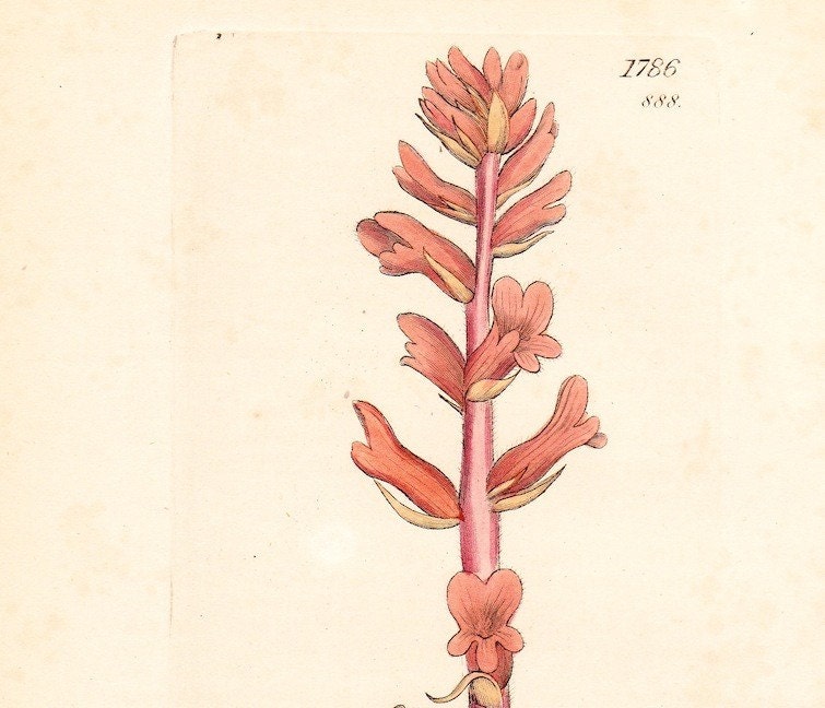 Antique Red Fragrant Broom Rape Print Orobanche rubra . first edition botanical . original engraving plate 1786