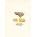 Antique Botanical Print . Lemon coloured wall lichen (lichen citrinus) plate 1793 original engraving dated 1808