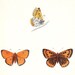 Large Copper . Antique Butterfly Print . plate 54 . original woodblock dated 1853