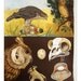 SALE - Vintage German Raptors chart