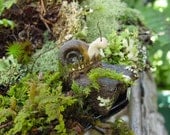 Large Ramshorn Clay Snail-Snail Only Here