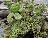 Pixie cup lichen-Crazy Cladonia and Freaky fruiticose Lichens-5 Sections total great for Terrariums