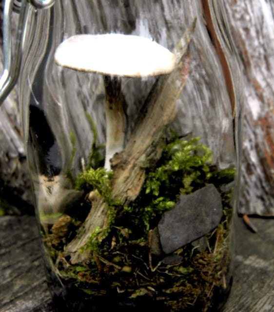 Mushroom-1 Mysterious one of a kind Clay Mushrooms for terrariums and more-Choose from small medium or large