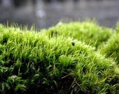 Live Moss- Mood Moss Gallon Bag full LIVE Green Mood-Frog Moss-Live Moss for Terrariums and Vivariums