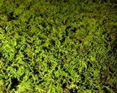 Thuidium Preserved Sheet Moss-Delicate Fern Moss-Gallon Bag of natural Spring Green Color-Wedding decor-Wreaths-Floral centerpiece