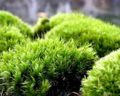 Mood Moss-Frog Moss-Live Dicranum Moss for Terrariums and Vivariums-Fairy Garden Forest-Sandwich bag